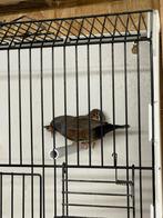 Koppeltje jonge charcoal zebravinken, Dieren en Toebehoren, Meerdere dieren, Tropenvogel, Geringd