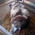 Schapen ram, Dieren en Toebehoren