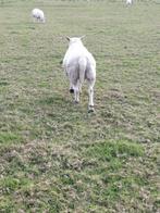 Dekram, Dieren en Toebehoren, Schapen, Geiten en Varkens