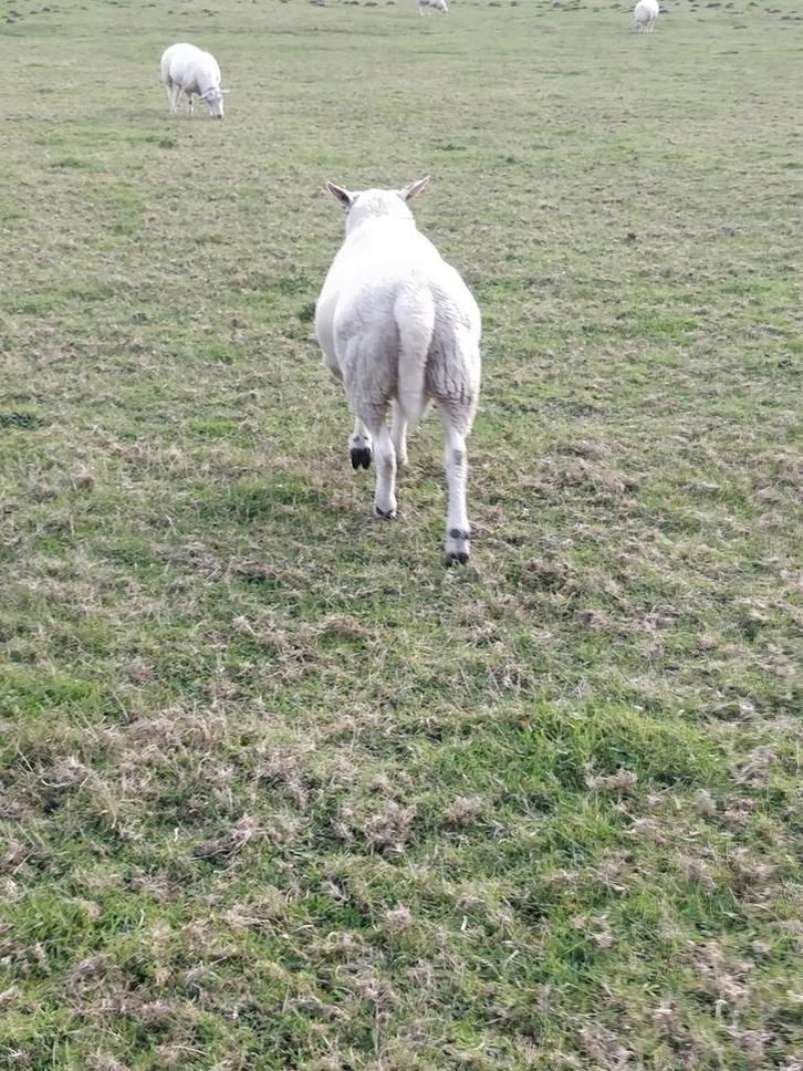Dekram, Dieren en Toebehoren, Schapen, Geiten en Varkens