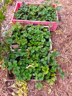 Aardbeiplanten, Tuin en Terras, Planten | Tuinplanten, Ophalen