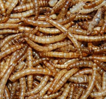 meelwormen gedroogd 500 gram beschikbaar voor biedingen