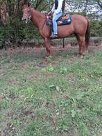 Zeer mooie lieve quarter merrie, Dieren en Toebehoren, Niet van toepassing, 11 jaar of ouder, Westernpony, Gechipt