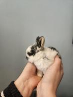 Prachtige NHD (Nederlandse Hangoor Dwerg) babykonijntjes, Dieren en Toebehoren, Hangoor