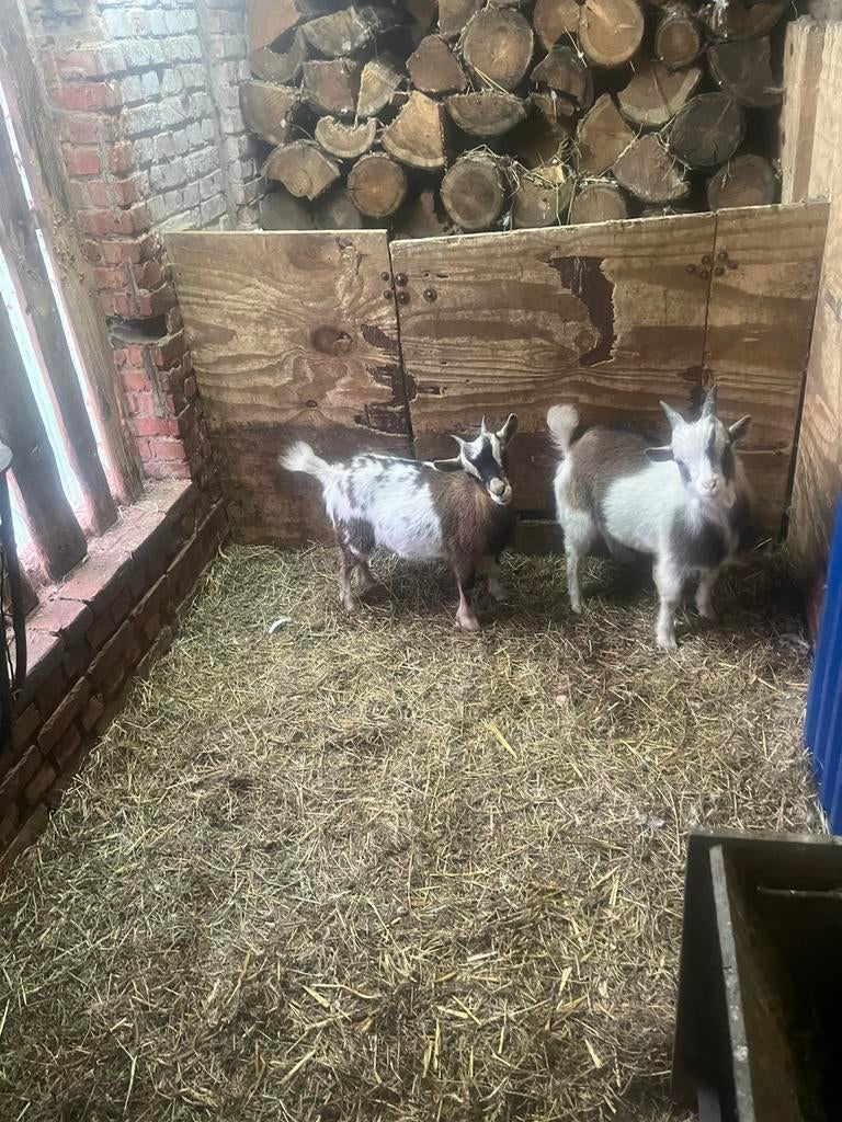 Koppel Dwerggeitjes, Dieren en Toebehoren