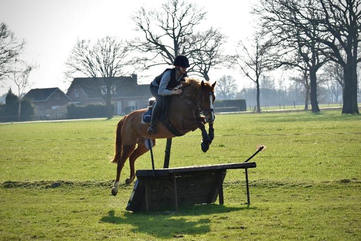LIEVE FANATIEKE NEW FOREST SPORTPONY TE KOOP, Animaux & Accessoires, Poneys, Jument, Avec pedigree, Avec puce électronique, Vermifugé
