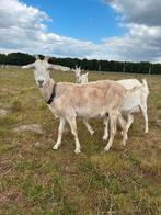 Melkgeiten Saanen en Nubisch, Vrouwelijk, Geit, 3 tot 5 jaar