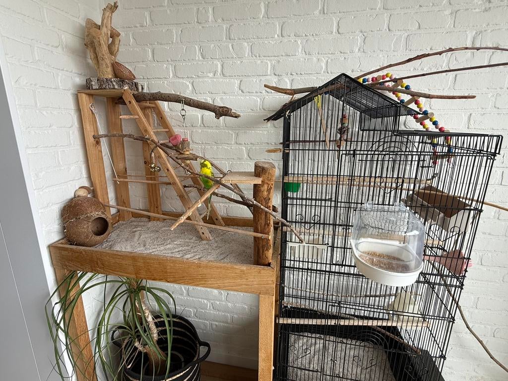 Grasparkiet met kooi, Animaux & Accessoires, Oiseaux | Perruches & Perroquets, Perruche