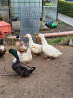 Peking eend en kruisingen, Dieren en Toebehoren, Eend