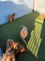 Mooie mini/medium labradoodle pups, Parvo, België, Overige rassen, 8 tot 15 weken