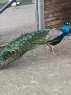 Pauwen haan, Dieren en Toebehoren, Pluimvee, Mannelijk, Overige soorten