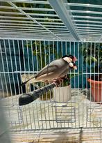 Padda/Java-koppel, Dieren en Toebehoren