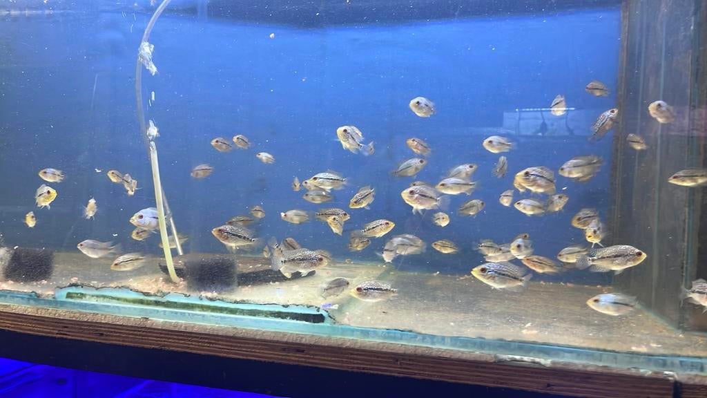 Jeune flowerhorn, Ophalen, Zo goed als nieuw