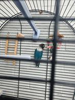 papegaai . Parkieten, Dieren en Toebehoren, Geslacht onbekend, Papegaai, Geringd