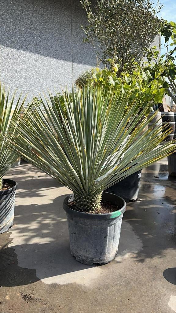 ‼️yucca rostrata aan promoprijzen ‼️, Tuin en Terras, Planten | Tuinplanten, Ophalen