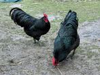 Jonge Australorp, Dieren en Toebehoren