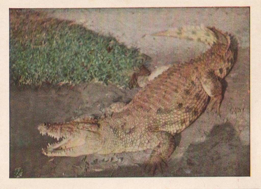 CHROMO  NIJLKROKODIL, Envoi, Comme neuf, Animal, Gravure