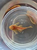 L144 ancistris man, Poisson, Poisson d'eau douce, Banc de poissons