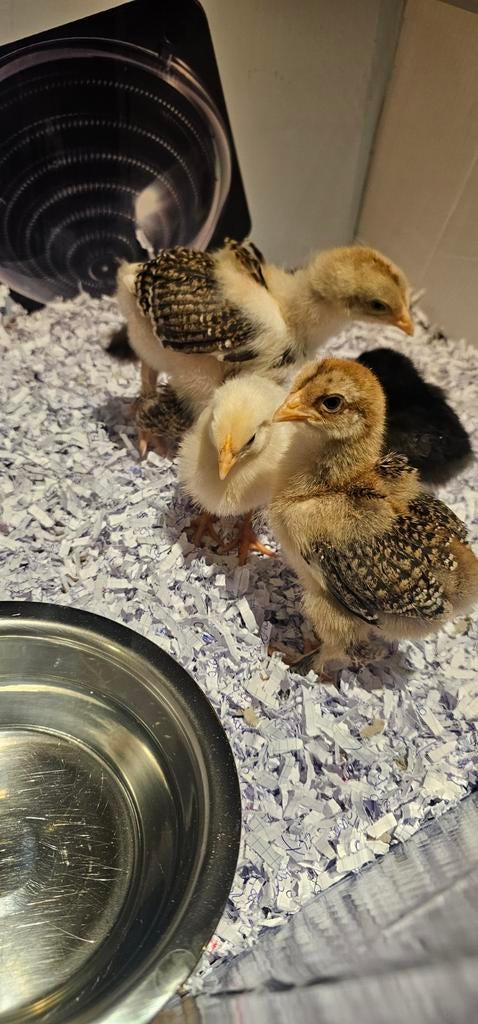 Kuikens te koop, Animaux & Accessoires, Volatiles