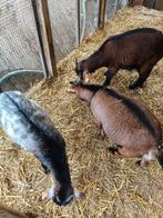 Dwerg geiten te koop alle maal miekens