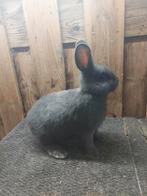 Blauwe Wener rammen, Dieren en Toebehoren, Konijnen, Mannelijk, Middelgroot, 0 tot 2 jaar