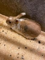 Dwerg konijn, Dieren en Toebehoren, Dwerg