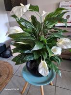 Plante en filet, Maison & Meubles, Accessoires pour la Maison | Plantes & Fleurs artificielles, Enlèvement