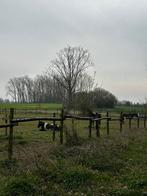 Kist en weiland, Dieren en Toebehoren, Weidegang, 1 paard of pony