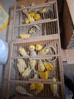10 gele kweekrype koppels  30euro koppel, Dieren en Toebehoren