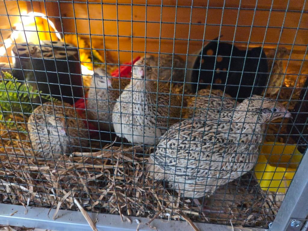 Jumbo kwartel hennen aan de leg, Vrouwelijk