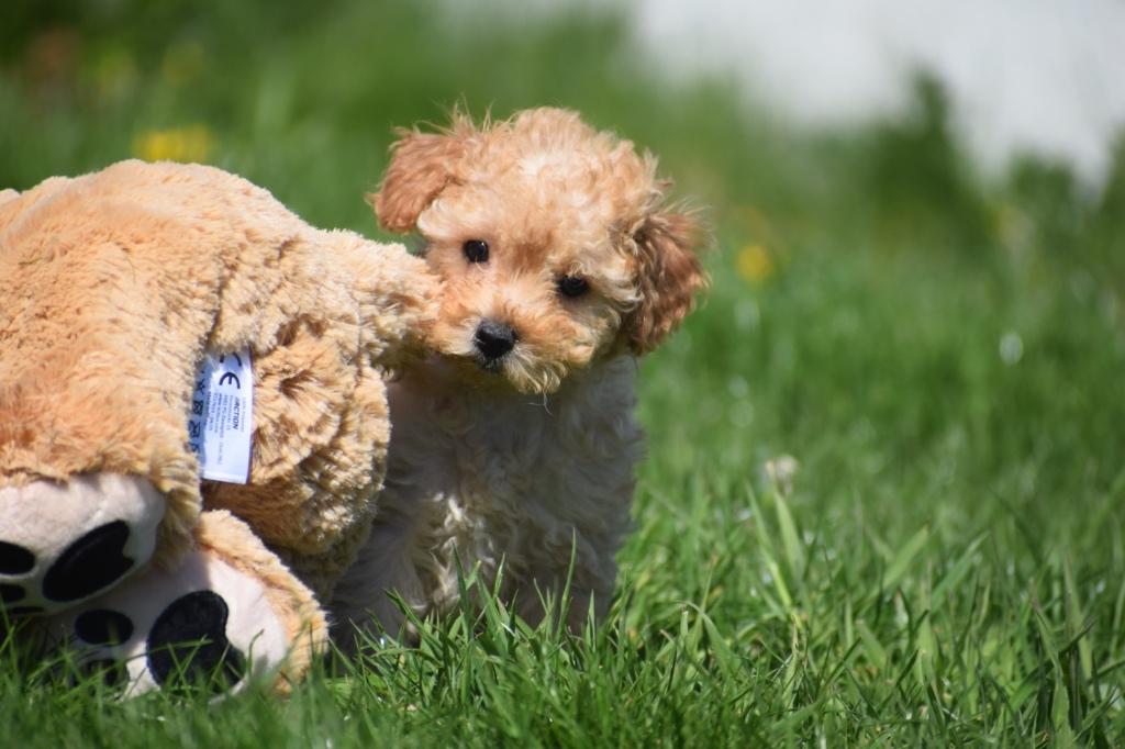 Chiots caniches : choisissez votre taille et votre couleur, Animaux & Accessoires, Chiens | Chihuahuas & Chiens de compagnie, Caniche