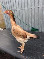 Shamo hen 2025, Dieren en Toebehoren