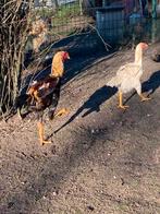 Maleier haan, Dieren en Toebehoren