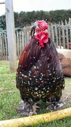 Tamme/lieve haantjes, Mannelijk, Kip