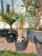 Yucca Rostrata, Enlèvement, Autres espèces