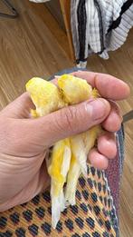 2 couple Canaries, Animaux & Accessoires, Oiseaux | Perruches & Perroquets