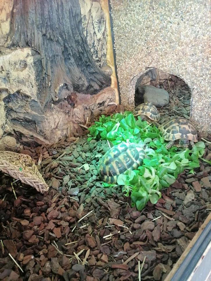 Griekse landschildpadden te koop met of zonder terrarium, Dieren en Toebehoren, Reptielen en Amfibieën, Schildpad
