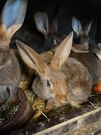 Laatste Belgische hazen, Dieren en Toebehoren, Konijnen