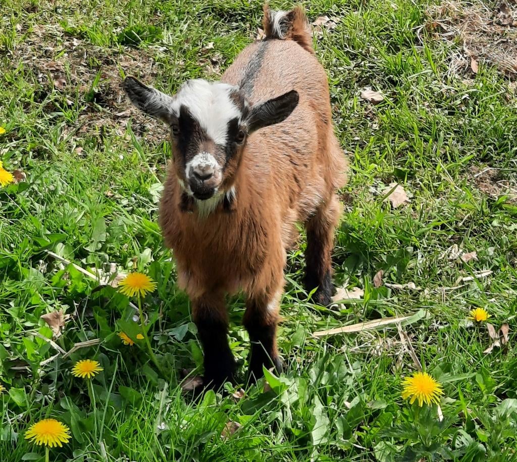 Petite chèvre naine, 4570 marchin, Animaux & Accessoires, Chèvre