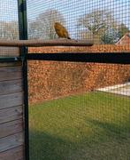 Koppel kanaries, Dieren en Toebehoren