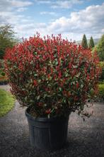 Photinia carre Rouge bol dia 120/140, Enlèvement
