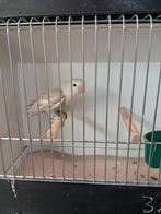 DD blauw violet pastel fischeri, Dieren en Toebehoren, Geslacht onbekend, Dwergpapegaai of Agapornis, Geringd