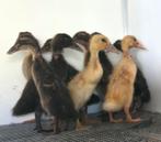 Kuikens indische loopeend, Dieren en Toebehoren, Geslacht onbekend, Eend