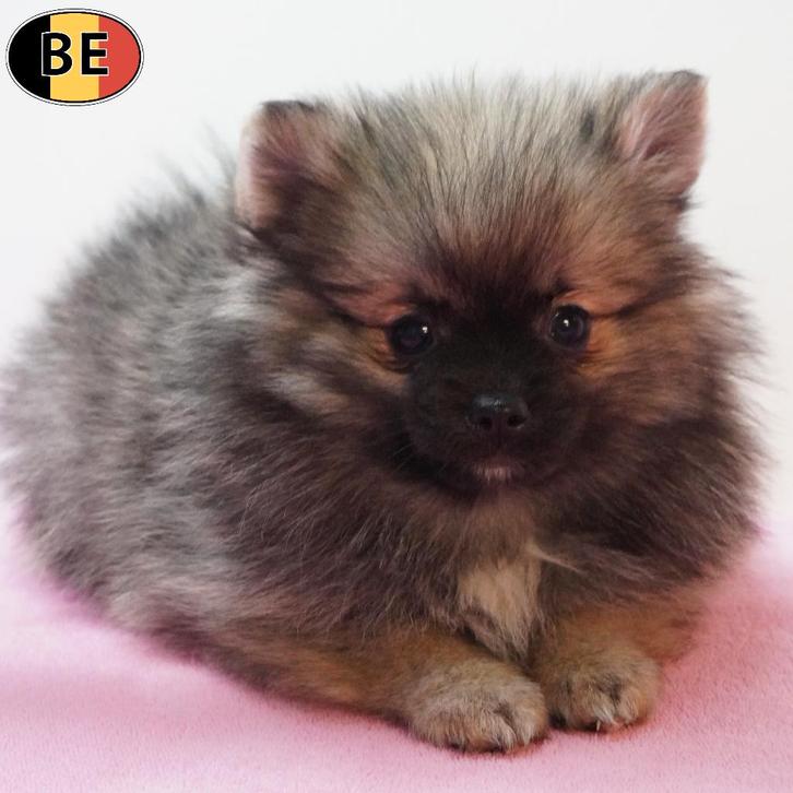 Klein Keesje (teefje) Belgische pup te koop, Dieren en Toebehoren, Honden | Poolhonden, Keeshonden en Oertypen, Teef, Overige rassen