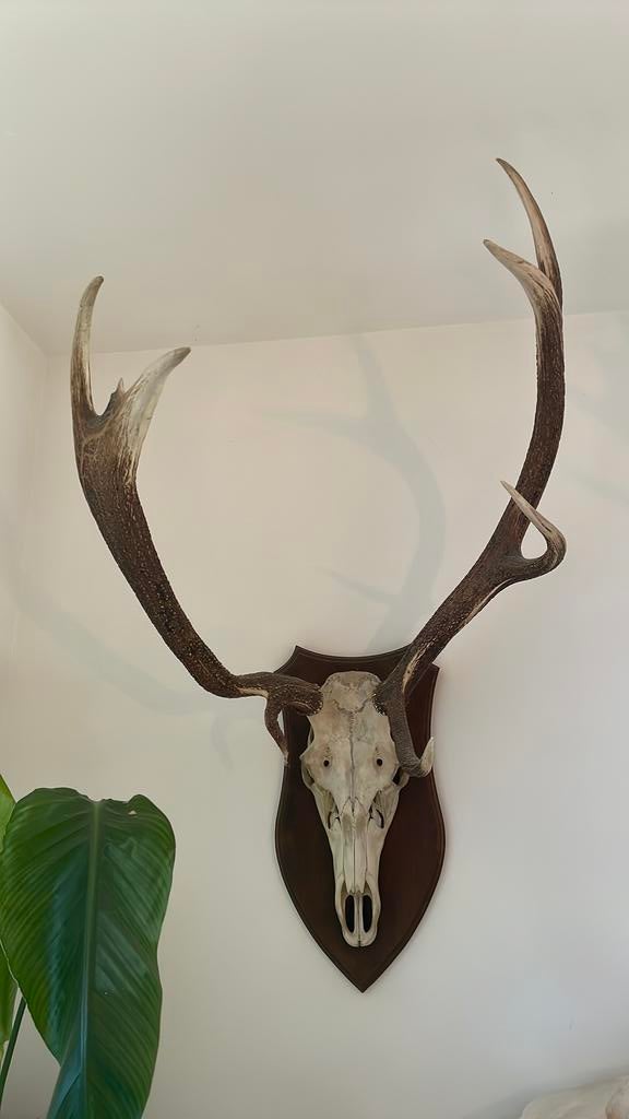 Gewei edelhert op plank, Verzamelen, Dierenverzamelingen, Ophalen, Zo goed als nieuw, Schedel