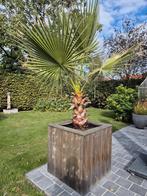 Palmboom whasingtonia robusta, Tuin en Terras, Planten | Bomen, Ophalen, In pot, Palmboom