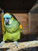 Handtamme blauwvoorhoofd amazone, Dieren en Toebehoren, Vogels | Parkieten en Papegaaien, Mannelijk, Papegaai, Pratend