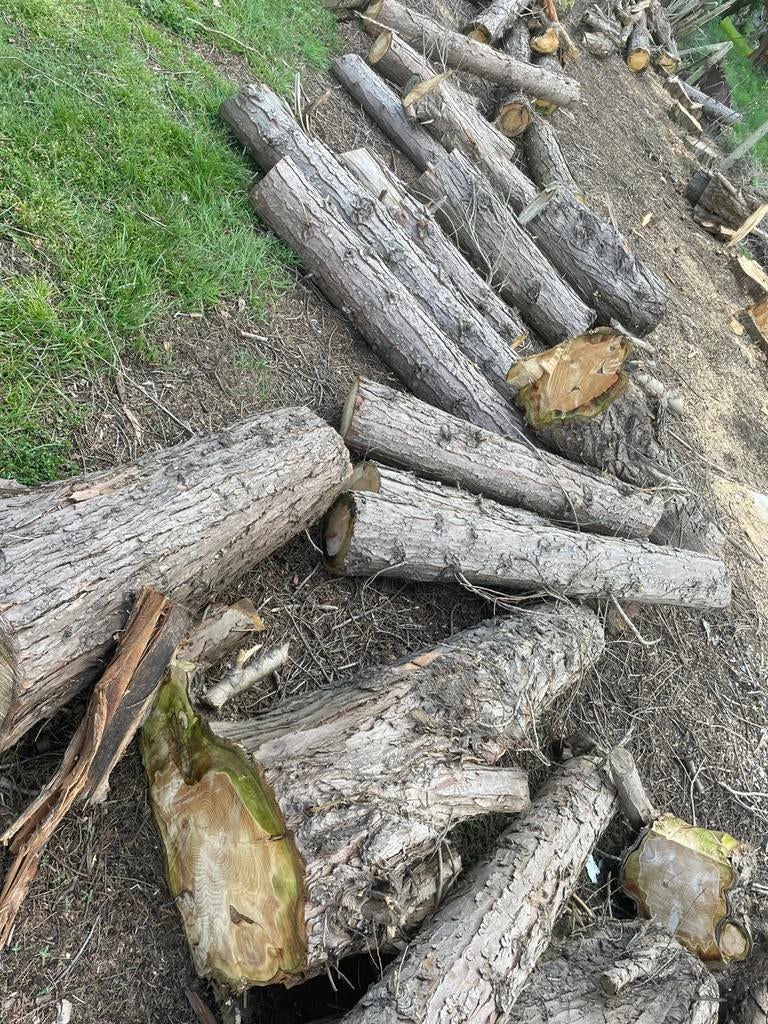 Boomstammen moet snel weg, Ophalen of Verzenden