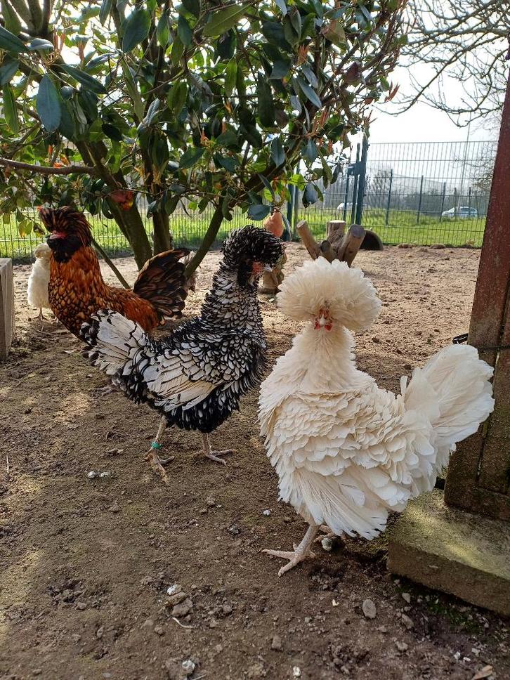 Te koop broedeieren baardkuifhoen (Padua), Animaux & Accessoires, Volatiles, Poule ou poulet, Sexe inconnu