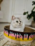 Kater British Silver Chinchilla’, Dieren en Toebehoren, Kater, Met stamboom, 3 tot 5 jaar